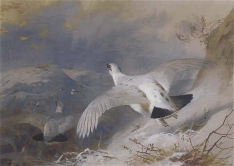 archibald thorburn ptarmigan in winter plumage A4 Photo Print