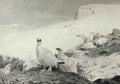 archibald thorburn ptarmigan in winter A4 Photo Print