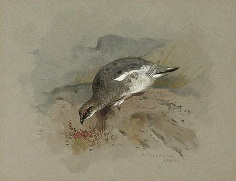 archibald thorburn ptarmigan on a rock A4 Photo Print