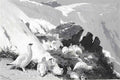 archibald thorburn ptarmigan on a snow slip A4 Photo Print