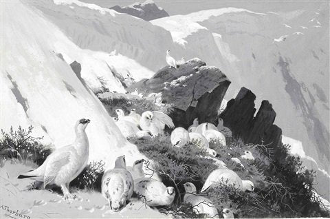 archibald thorburn ptarmigan on a snow slip A4 Photo Print