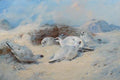archibald thorburn ptarmigan seeking shelter A4 Photo Print