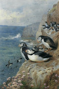 archibald thorburn puffins and razor bills A4 Photo Print