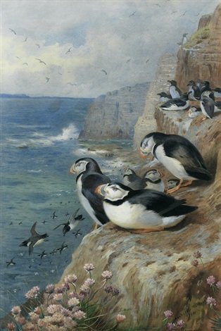 archibald thorburn puffins and razor bills A4 Photo Print