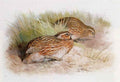 archibald thorburn quail A4 Photo Print
