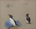 archibald thorburn razorbill studies A4 Photo Print