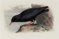 archibald thorburn red billed chough A4 Photo Print