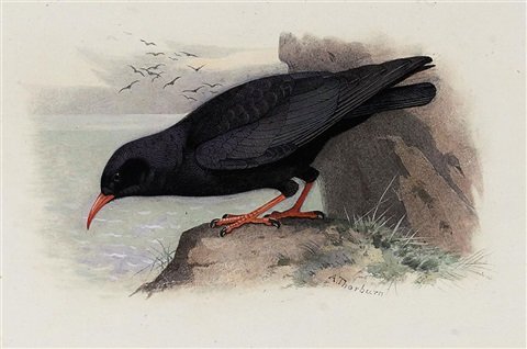 archibald thorburn red billed chough A4 Photo Print
