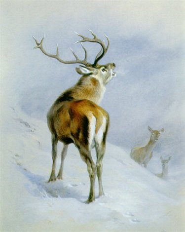 archibald thorburn red deer a royal roaring A4 Photo Print