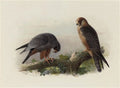 archibald thorburn red footed falcon A4 Photo Print
