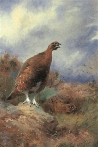 archibald thorburn red grouse calling A4 Photo Print