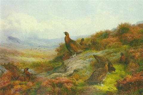 archibald thorburn red grouse in a landscape A4 Photo Print