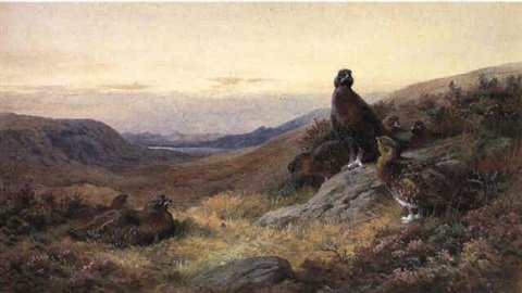 archibald thorburn red grouse in moorland A4 Photo Print