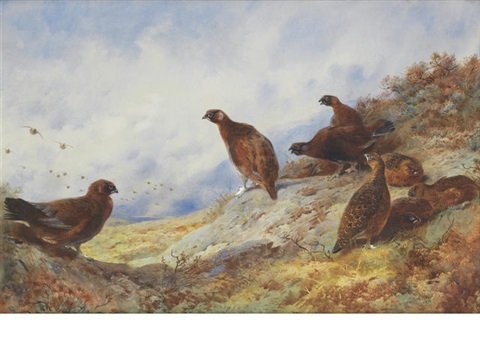 archibald thorburn red grouse on a high moor A4 Photo Print