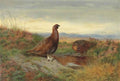 archibald thorburn red grouse on a moor beside a pool A4 Photo Print