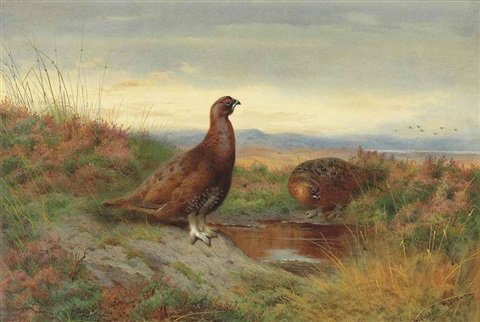 archibald thorburn red grouse on a moor beside a pool A4 Photo Print