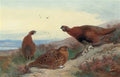 archibald thorburn red grouse on a rocky outcrop A4 Photo Print