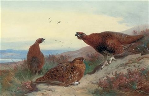 archibald thorburn red grouse on a rocky outcrop A4 Photo Print