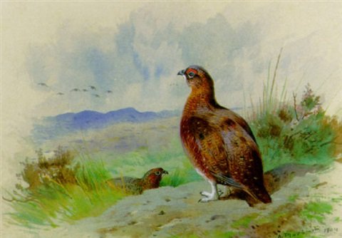 archibald thorburn red grouse on the alert A4 Photo Print