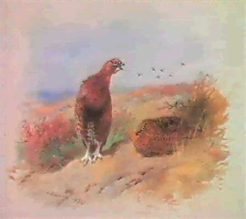 archibald thorburn red grouse on the moor A4 Photo Print