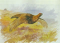 archibald thorburn red grouse over the butts A4 Photo Print