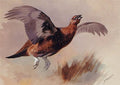 archibald thorburn red grouse startled A4 Photo Print