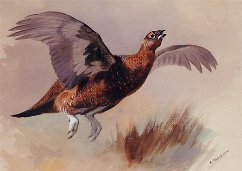 archibald thorburn red grouse startled A4 Photo Print
