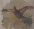 archibald thorburn red grouse taking flight A4 Photo Print