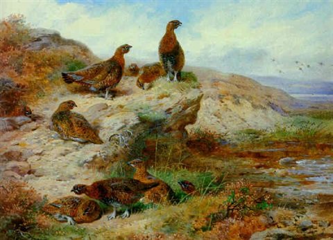 archibald thorburn red grouse A4 Photo Print