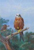 archibald thorburn red kite A4 Photo Print
