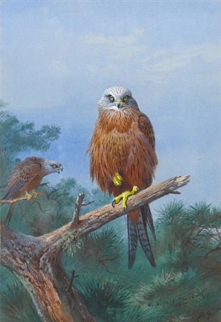 archibald thorburn red kite A4 Photo Print