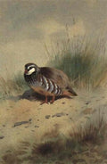 archibald thorburn red legged partridge A4 Photo Print