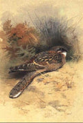 archibald thorburn red necked nightjar A4 Photo Print