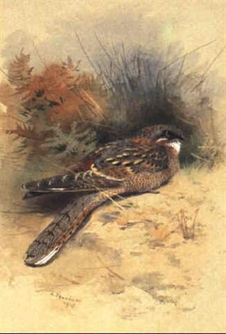 archibald thorburn red necked nightjar A4 Photo Print