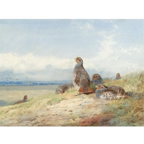 archibald thorburn red partridges A4 Photo Print