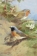 archibald thorburn redstarts and a robin A4 Photo Print