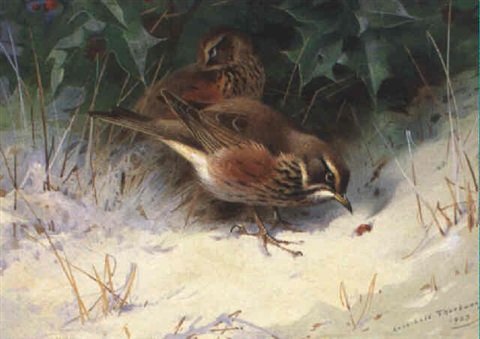 archibald thorburn redwings A4 Photo Print