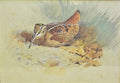 archibald thorburn resting bird A4 Photo Print