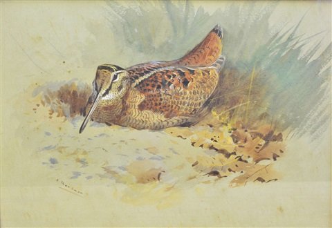 archibald thorburn resting bird A4 Photo Print