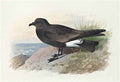 archibald thorburn ridgways petrel A4 Photo Print