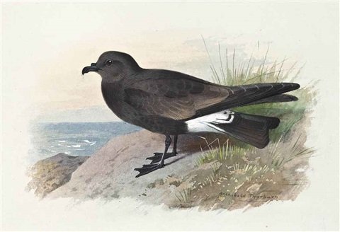archibald thorburn ridgways petrel A4 Photo Print