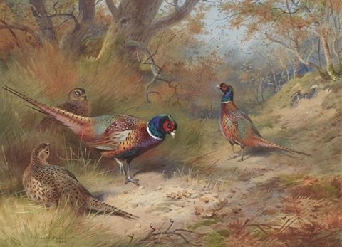 archibald thorburn ring neck pheasants A4 Photo Print