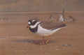 archibald thorburn ring plover A4 Photo Print