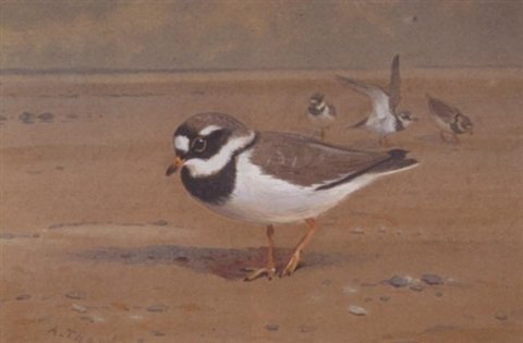 archibald thorburn ring plover A4 Photo Print