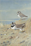 archibald thorburn ringed plover and their young on the shore A4 Photo Print