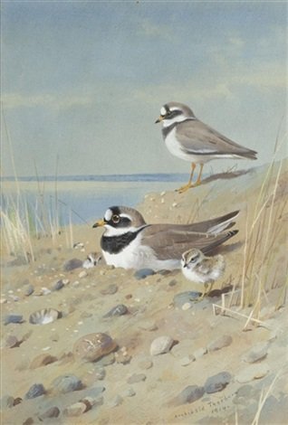 archibald thorburn ringed plover and their young on the shore A4 Photo Print
