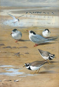archibald thorburn ringed plovers and terns A4 Photo Print