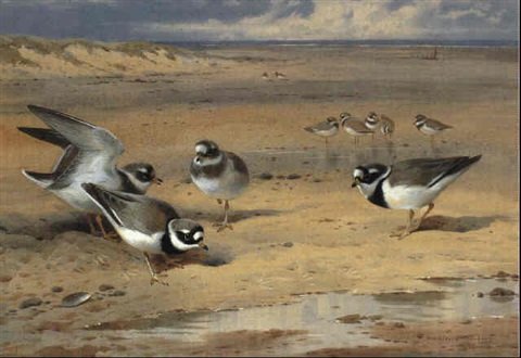 archibald thorburn ringed plovers A4 Photo Print
