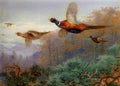 archibald thorburn rising pheasants A4 Photo Print