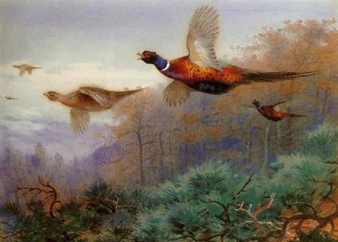 archibald thorburn rising pheasants A4 Photo Print